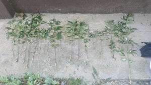 В Горячем Ключе на скамью подсудимых отправлен мужчина, незаконно культивировавший наркосодержащие растения